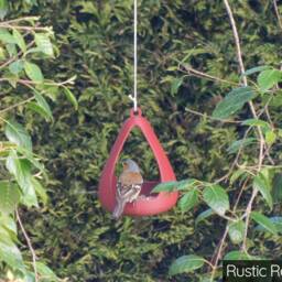 Pear Drop Bird Feeder - thumbnail 3