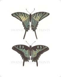 Butterfly Art Print Swallow Tail, Cottage Garden, Gicl??e Printed On Archival Paper - thumbnail 1