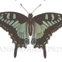 Butterfly Art Print Swallow Tail, Cottage Garden, Gicl??e Printed On Archival Paper - thumbnail 3