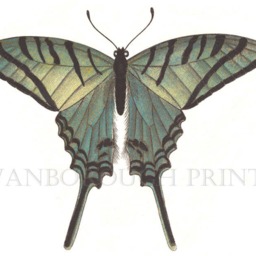 Butterfly Art Print Swallow Tail, Cottage Garden, Gicl??e Printed On Archival Paper - thumbnail 2
