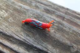 Spotted Slug Glass Sculpture Glass Slug Lampwork Glass Animals Handcrafted