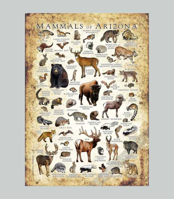 Arizona Mammals Poster Print Field Guide Art - Signed - image 1