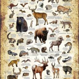 Arizona Mammals Poster Print Field Guide Art - Signed - thumbnail 2