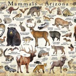 Arizona Mammals Poster Print Field Guide Art - Signed - thumbnail 3