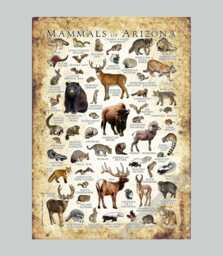 Arizona Mammals Poster Print Field Guide Art - Signed - thumbnail 1