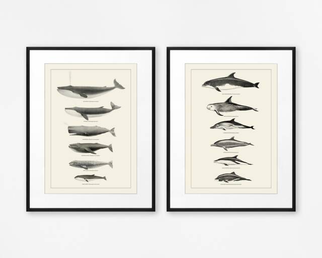 Whales & Dolphins Nautical Decor Set Of Two Prints Bathroom Wall Art Sealife Poster Coastal - image 1