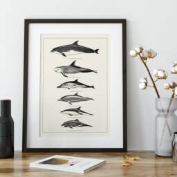 Whales & Dolphins Nautical Decor Set Of Two Prints Bathroom Wall Art Sealife Poster Coastal - thumbnail 3