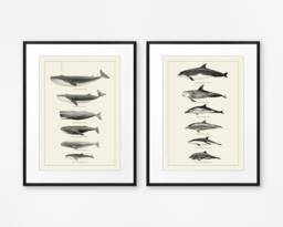 Whales & Dolphins Nautical Decor Set Of Two Prints Bathroom Wall Art Sealife Poster Coastal - thumbnail 1