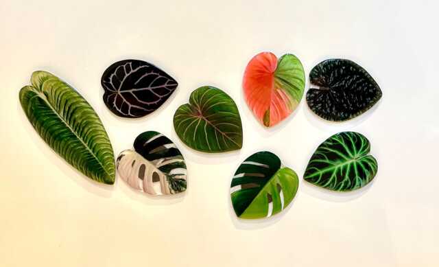 Magnets Leaf Shape - Green Pink Monstera Garden Accessories Houseplants Decoration Colourful Outstanding Special Whiteboard Fridge - image 1