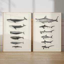 Whale Wall Art Ocean Room Decor Set Beach House Coastal Design Marine Life Black White Nursery Print Poster Shark Classroom - thumbnail 1