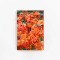 "Poppies, Poppy, Flower Art, Digital Download, Printable Bright Artwork, Wall Decor, Nature Print, Orange ""Poppy Heaven" - thumbnail 2