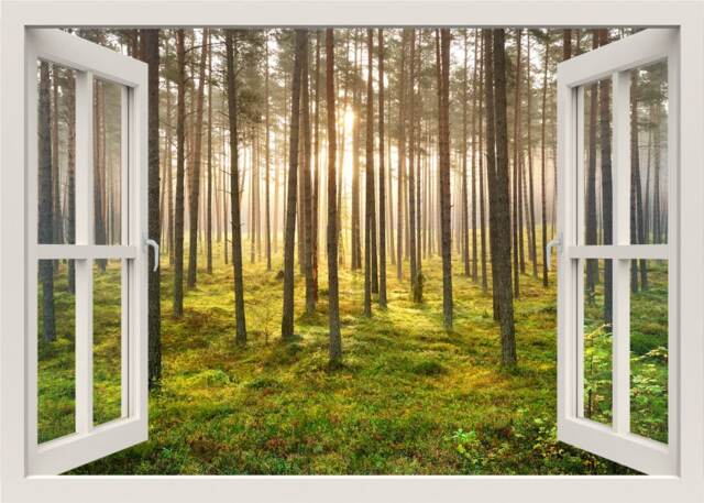 Forest Wall Decal Mural, Birch Trees Decal, Nature Sticker, 3D Window View, Living Room Bedroom Home Decor