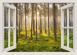 Forest Wall Decal Mural, Birch Trees Decal, Nature Sticker, 3D Window View, Living Room Bedroom Home Decor