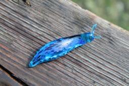 Blue Spotted Slug Glass Sculpture Glass Slug Lampwork Glass Animals Handcrafted - thumbnail 1