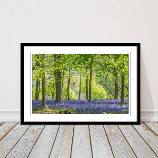 Bluebells in The Woods. Framed Picture With Choice Of Frame Colours - image 1