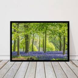 Bluebells in The Woods. Framed Picture With Choice Of Frame Colours - thumbnail 2