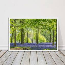 Bluebells in The Woods. Framed Picture With Choice Of Frame Colours - thumbnail 3