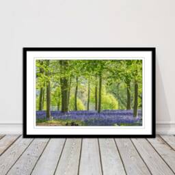 Bluebells in The Woods. Framed Picture With Choice Of Frame Colours - thumbnail 1