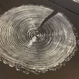 English Larch Tree Ring Woodcut Print, Black Fabriano Paper - thumbnail 3