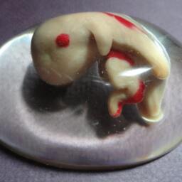 Fetus Paper Weight - thumbnail 2