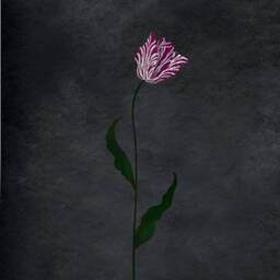 Flemish Tulip Large Flower Stencil - Diy Wall Art Easier Than Wallpaper - thumbnail 1