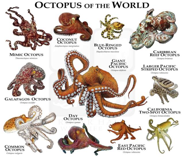 Octopus Of The World Poster Print - Signed By Artist - image 1