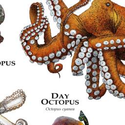 Octopus Of The World Poster Print - Signed By Artist - thumbnail 3