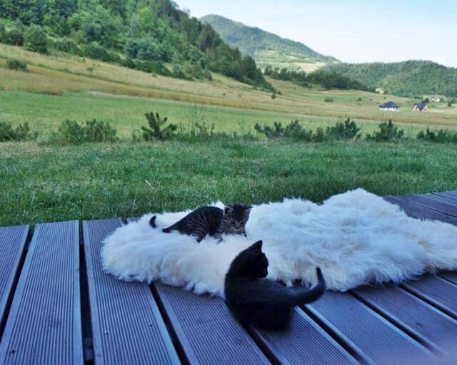 Original Big Xl White Genuine Natural Sheepskin Rug Exclusive Rug, Large Cat Bed, Woolen Bed Mat, Pet - image 1