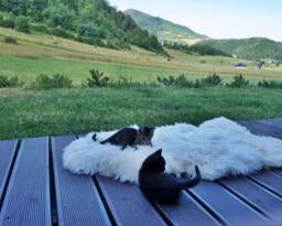 Original Big Xl White Genuine Natural Sheepskin Rug Exclusive Rug, Large Cat Bed, Woolen Bed Mat, Pet