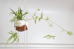 Two Tier Indoor Hanging Plant Hanger Leather Jungle Air Macrame Minimal 3rd Anniversary Decor Gift For Her