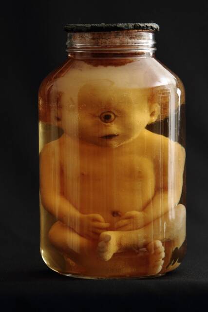 Taxidermy Cabinet Of Curiosities Fetus Cyclops Oddities - image 1