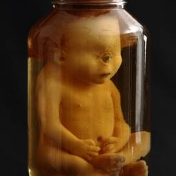 Taxidermy Cabinet Of Curiosities Fetus Cyclops Oddities - thumbnail 2