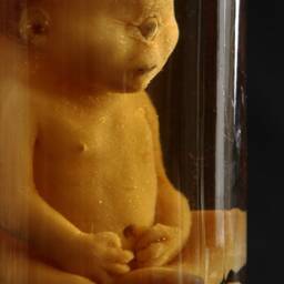 Taxidermy Cabinet Of Curiosities Fetus Cyclops Oddities - thumbnail 3