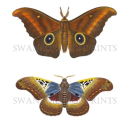 Butterfly Print, Cottage Garden Watercolour Art, Antique Style Wall Decor - thumbnail 2