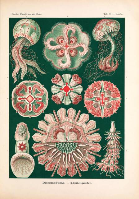Vintage Ernst Haeckel Marine Print, Jellyfish Nature Print