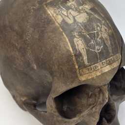 The Devil . Human Skull Replica Realistic Plaster Of Paris Life Size Human Replica - thumbnail 3