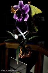 Vanitas - thumbnail 1