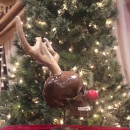 Reindeer Skull - thumbnail 2