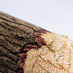 Short Cottonwood Tree Log Bolster Pillow - Phone Number Must Be Included For Purchase - thumbnail 3