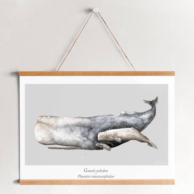 Poster Sperm Whale Ocean Watercolor Minimaki Decoration Zoology - image 1