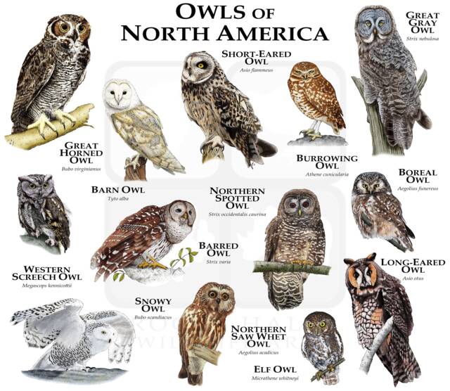 Owls Of North America Poster Print - image 1