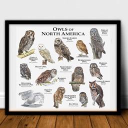 Owls Of North America Poster Print - thumbnail 2