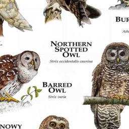 Owls Of North America Poster Print - thumbnail 3