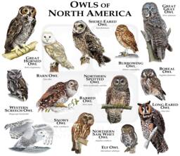 Owls Of North America Poster Print - thumbnail 1