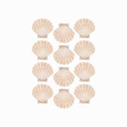 Watercolour Neutral Shells Fabric Wall Stickers - Removable & Reusable - thumbnail 1