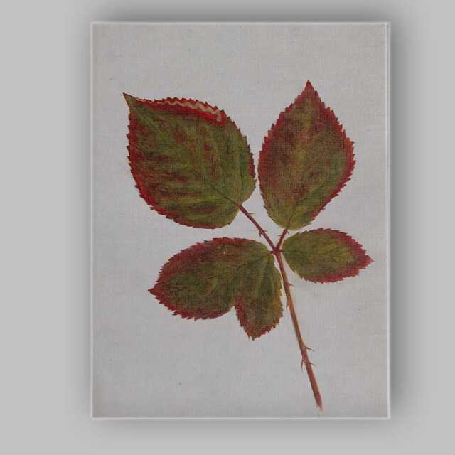 Autumn Rose Leaf Botanical Specimen Nature Illustration Canvas Wall Art Print Decor Picture Ready To Hang - image 1