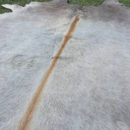 Large Gorgeous Golden Cowhide Rug Peau De Vache. Cow Skin - thumbnail 3