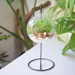 Hanging Glass Air Plant Terrarium Kit Green Moss, Diy Gardener Gift - thumbnail 2