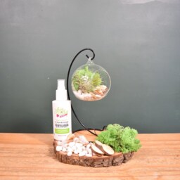 Hanging Glass Air Plant Terrarium Kit Green Moss, Diy Gardener Gift - thumbnail 4