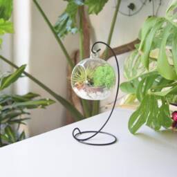 Hanging Glass Air Plant Terrarium Kit Green Moss, Diy Gardener Gift
